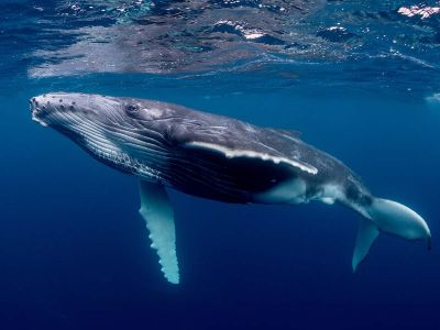 humpback 01x900