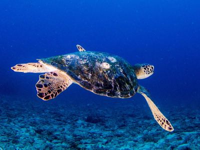 sea turtle 01x900